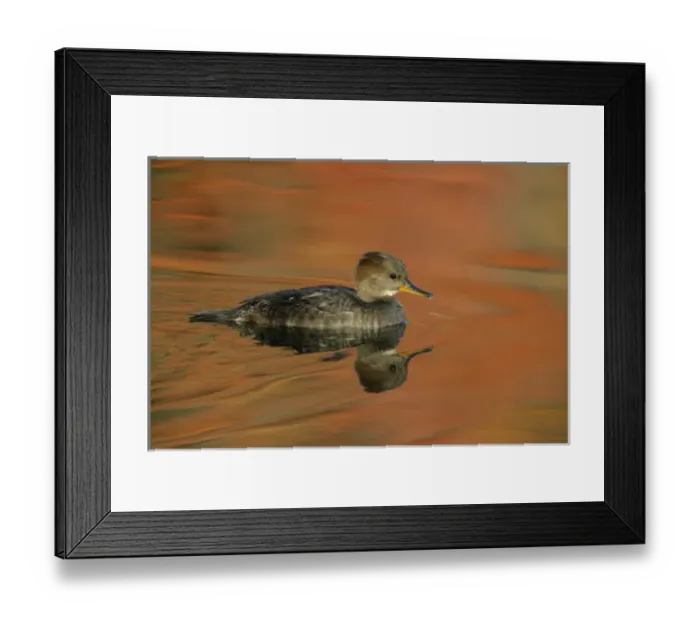 Framed Print : USA, Ohio, Cleveland. Close-up of female hooded merganser moving in water. Credit as