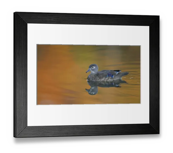Framed Print : USA, Ohio, Cleveland, Chagrin Reservation. Abstract of wood duck hen swimming in gold-colored water Framed Print : USA, Ohio, Cleveland, Chagrin Reservation. Abstract of wood duck hen swimming in gold-colored water