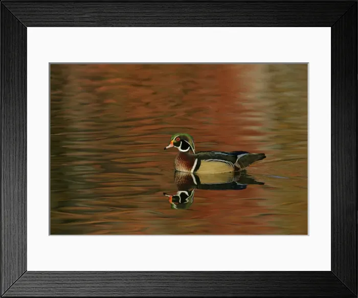 Framed Print : USA, Ohio, Cleveland, Chagrin Reservation Framed Print : USA, Ohio, Cleveland, Chagrin Reservation