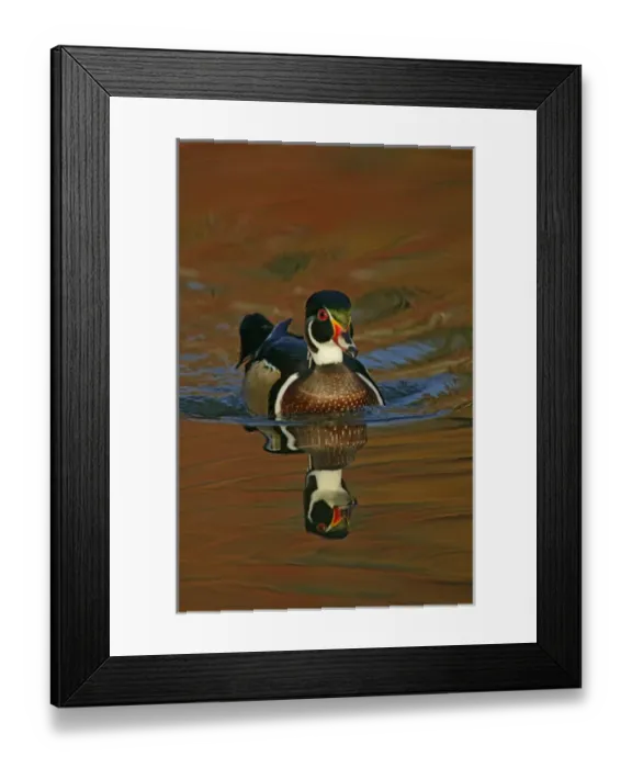 Framed Print : USA, Ohio, Cleveland, Chagrin Reservation Framed Print : USA, Ohio, Cleveland, Chagrin Reservation