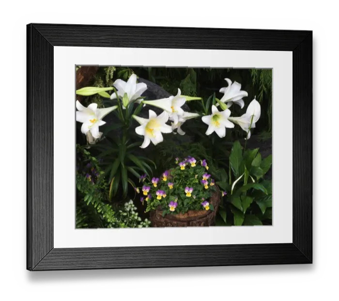 Framed Print : USA, Ohio, Cincinnati, Easter lily flowers, close-up