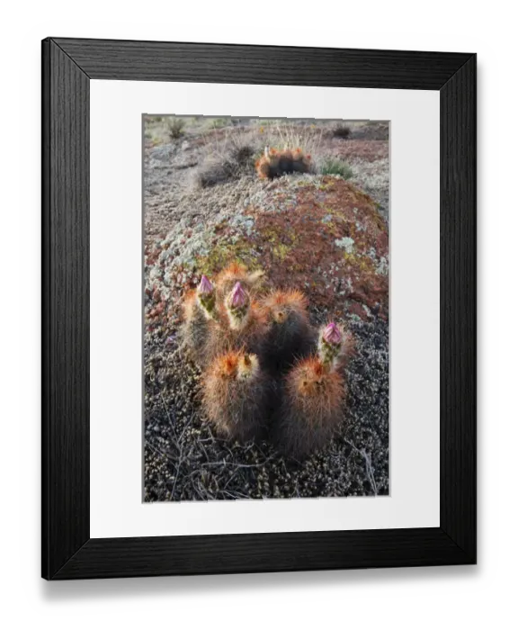 Framed Print : Hedgehog Cactus (Echinocereus sp. ) budding in granite hills, southwestern Oklahoma Framed Print : Hedgehog Cactus (Echinocereus sp. ) budding in granite hills, southwestern Oklahoma