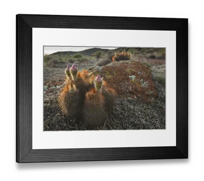 Framed Print : Hedgehog Cactus (Echinocereus sp. ) budding in granite hills, southwestern Oklahoma Framed Print : Hedgehog Cactus (Echinocereus sp. ) budding in granite hills, southwestern Oklahoma