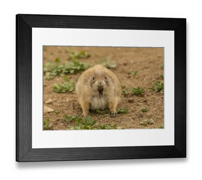 Framed Print : USA, Oklahoma, Wichita Mountains National Wildlife Refuge. Aggressive black-tailed prairie dog Framed Print : USA, Oklahoma, Wichita Mountains National Wildlife Refuge. Aggressive black-tailed prairie dog