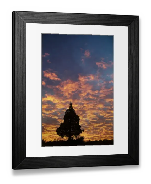 Framed Print : Single Western Juniper (Juniper occidentalis) silhouetted at sunrise, Oregon Framed Print : Single Western Juniper (Juniper occidentalis) silhouetted at sunrise, Oregon