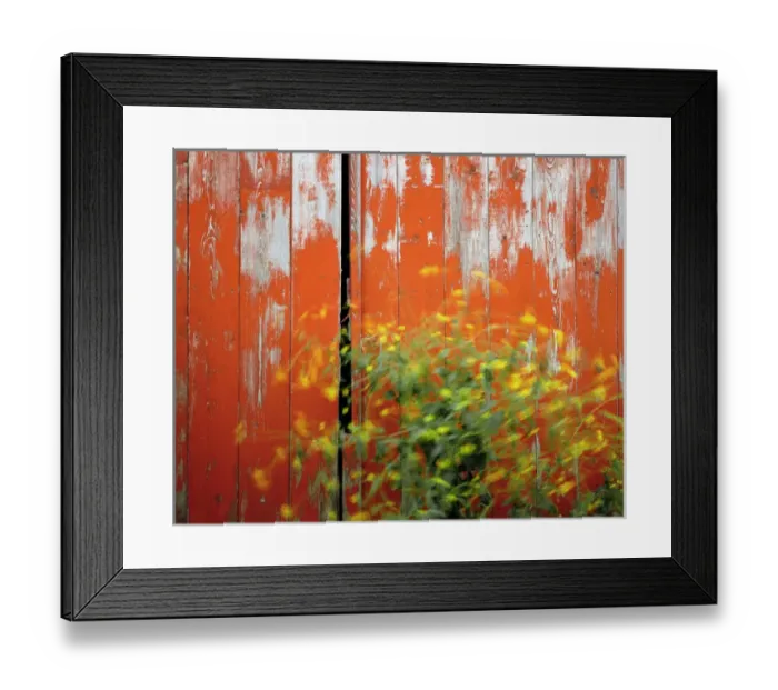 Framed Print : USA, Oregon, Wallowa County. Wind blowing wild mustard plant against old red barn Framed Print : USA, Oregon, Wallowa County. Wind blowing wild mustard plant against old red barn