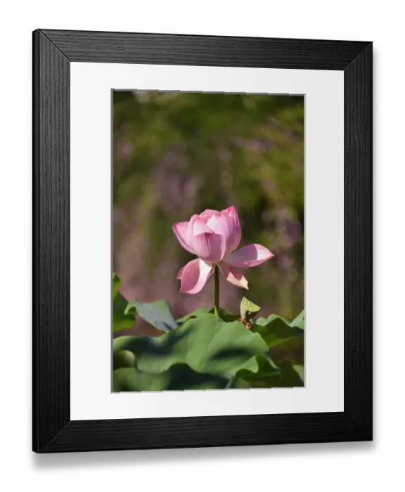 Framed Print : USA, Oregon, Portland. Lotus flower in Lan Su Chinese Garden Framed Print : USA, Oregon, Portland. Lotus flower in Lan Su Chinese Garden