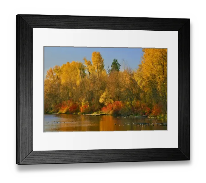 Framed Print : USA, Oregon, Portland. Johnson Lake and waterfowl in autumn