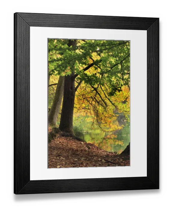 Framed Print : USA, Oregon, Portland. Pond at Laurelhurst Park