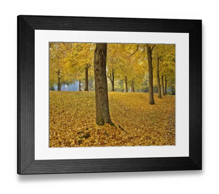 Framed Print : USA, Oregon, Portland. American linden trees in fall colors in Laurelhurst Park. Credit as Framed Print : USA, Oregon, Portland. American linden trees in fall colors in Laurelhurst Park. Credit as