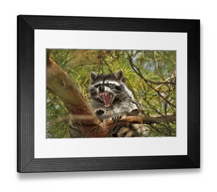 Framed Print : USA, Oregon, Portland. Raccoon yawning while resting on limb of conifer tree. Credit as Framed Print : USA, Oregon, Portland. Raccoon yawning while resting on limb of conifer tree. Credit as
