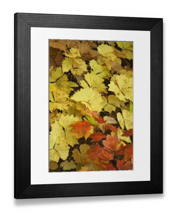 Framed Print : USA, Oregon, Rogue River National Forest. Assortment of leaves on forest floor. Credit as Framed Print : USA, Oregon, Rogue River National Forest. Assortment of leaves on forest floor. Credit as