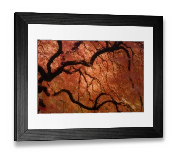Framed Print : USA, Oregon, Portland. Japanese maple tree in autumn color at Portland Japanese Garden