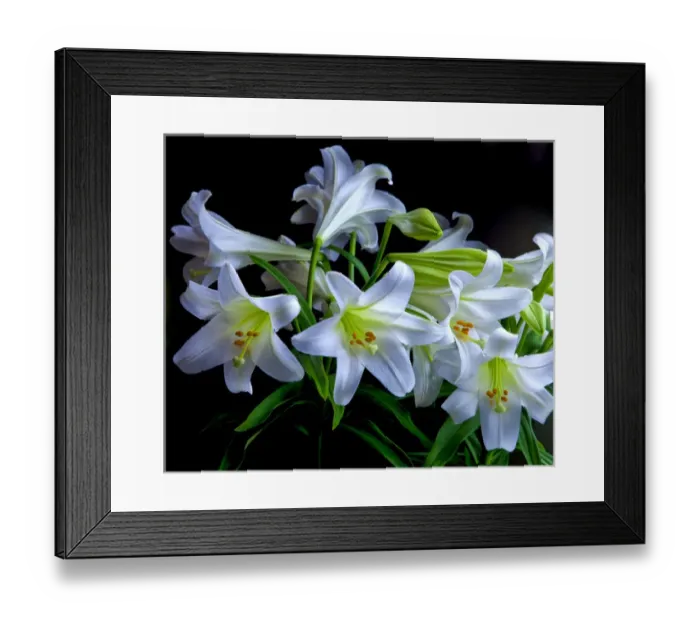 Framed Print : USA, Oregon. Close-up of Easter lilies. Credit as: Jean Carter / Jaynes Gallery / DanitaDelimont Framed Print : USA, Oregon. Close-up of Easter lilies. Credit as: Jean Carter / Jaynes Gallery / DanitaDelimont