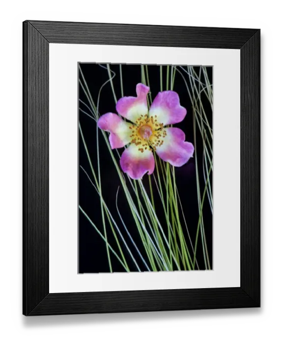 Framed Print : USA, Oregon. Close-up of anemone flower with grasses Framed Print : USA, Oregon. Close-up of anemone flower with grasses