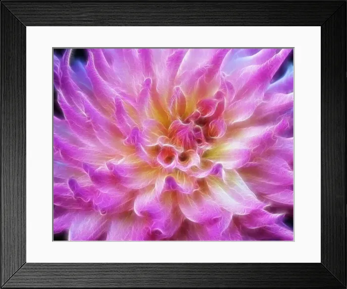 Framed Print : USA, Oregon. Abstract of digitally altered pink dahlia