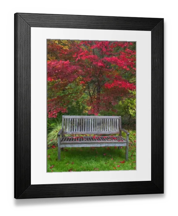 Framed Print : USA, Oregon, Steamboat Inn. Garden bench and Japanese maple tree Framed Print : USA, Oregon, Steamboat Inn. Garden bench and Japanese maple tree