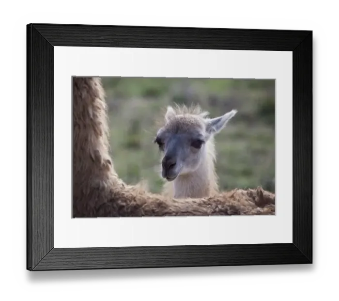 Framed Print : USA, Oregon. Close-up of captive baby llama and back of mother