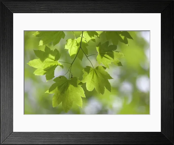 Framed Print : USA, Oregon, Silverton. Close-up of vine maple leaves in Silver Falls State Park Framed Print : USA, Oregon, Silverton. Close-up of vine maple leaves in Silver Falls State Park