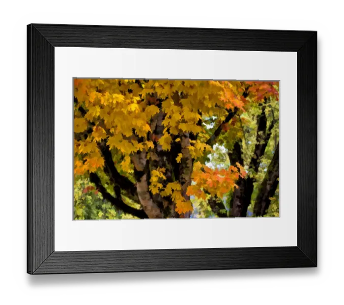 Framed Print : USA, Oregon, Scottsburg. Abstract of maple tree in Scottsburg County Park. Credit as Framed Print : USA, Oregon, Scottsburg. Abstract of maple tree in Scottsburg County Park. Credit as