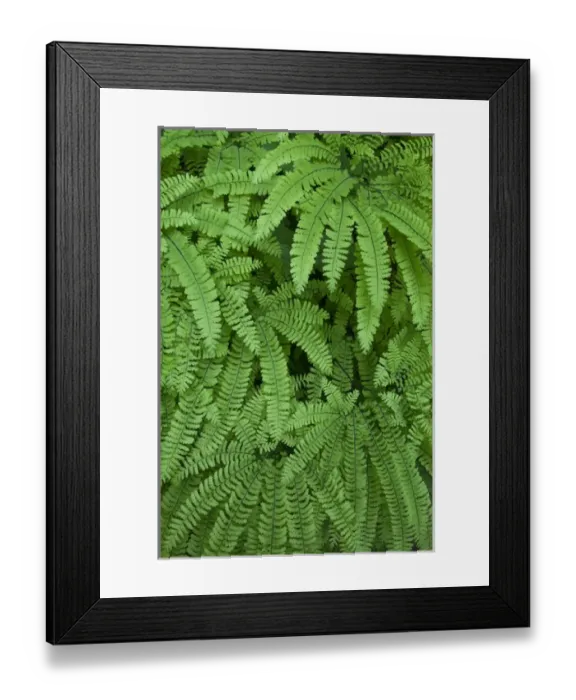 Framed Print : USA, Oregon, Silverton. Maidenhair ferns in Silver Falls State Park