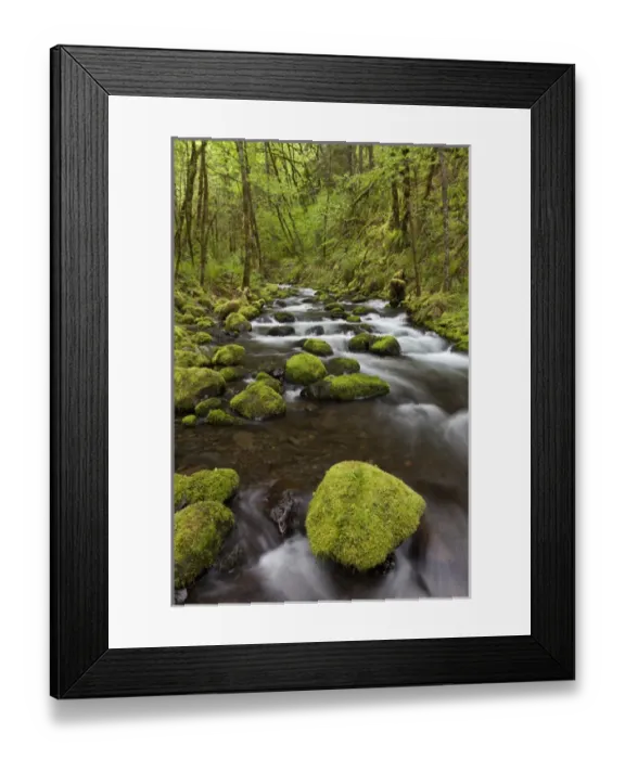 Framed Print : USA, Oregon, Columbia River Gorge. View of Gorton Creek Framed Print : USA, Oregon, Columbia River Gorge. View of Gorton Creek