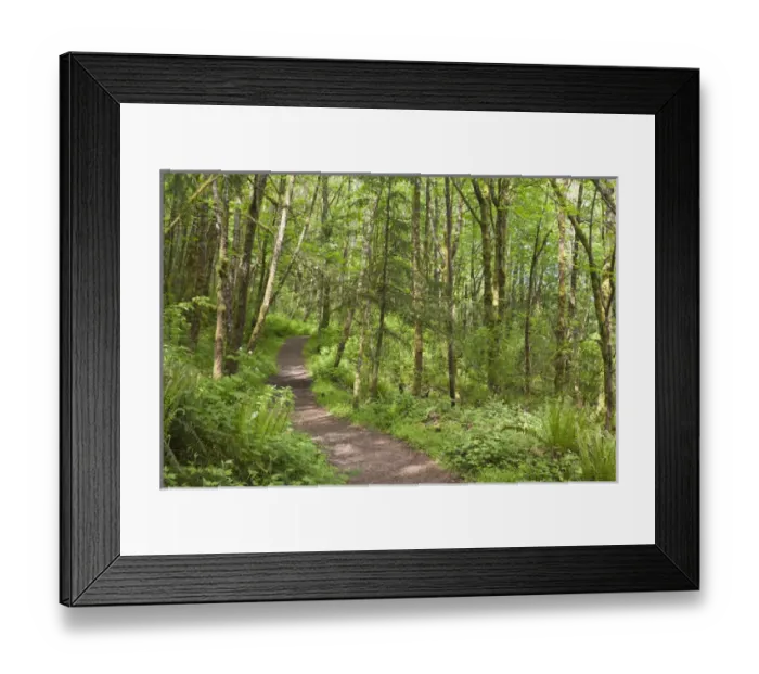 Framed Print : USA, Oregon, Columbia River Gorge. Elowah Falls Trail in forest
