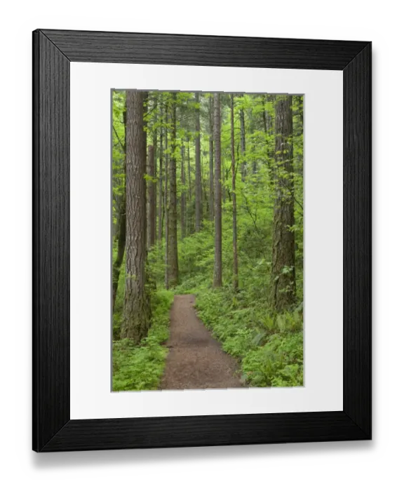 Framed Print : USA, Oregon, Columbia River Gorge. Elowah Falls Trail in forest