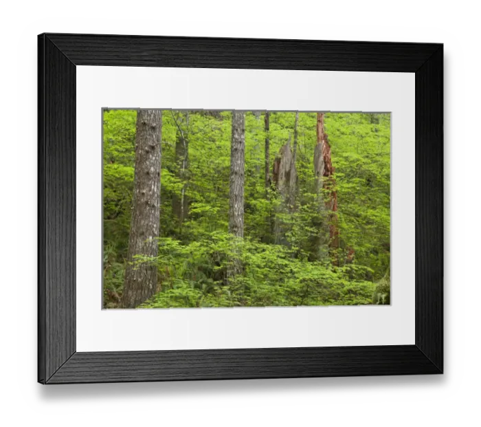 Framed Print : USA, Oregon, Columbia River Gorge. View of forest from Eagle Creek Trail. Credit as
