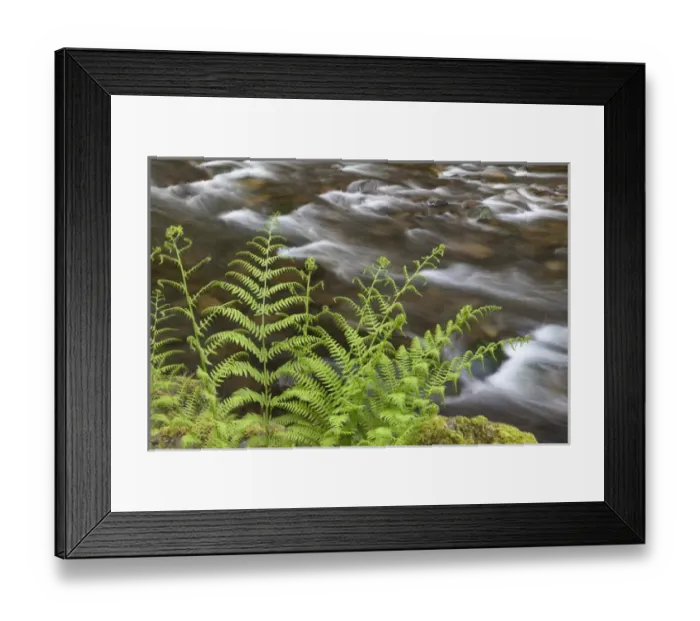 Framed Print : USA, Oregon, Columbia River Gorge. Lady fern growing next to Tanner Creek. Credit as
