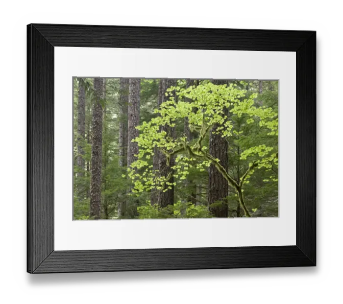 Framed Print : USA, Oregon, Columbia River Gorge. View of forest from Eagle Creek Trail. Credit as
