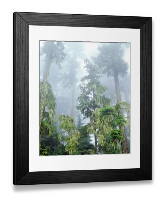 Framed Print : USA, Oregon, Old Growth Douglas Fir Tree in the Rainforest Framed Print : USA, Oregon, Old Growth Douglas Fir Tree in the Rainforest