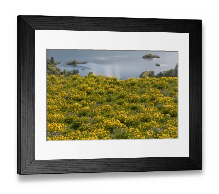 Framed Print : USA, Oregon, Tom McCall Nature Conservancy. Fields of wildflowers and the Columbia River Framed Print : USA, Oregon, Tom McCall Nature Conservancy. Fields of wildflowers and the Columbia River