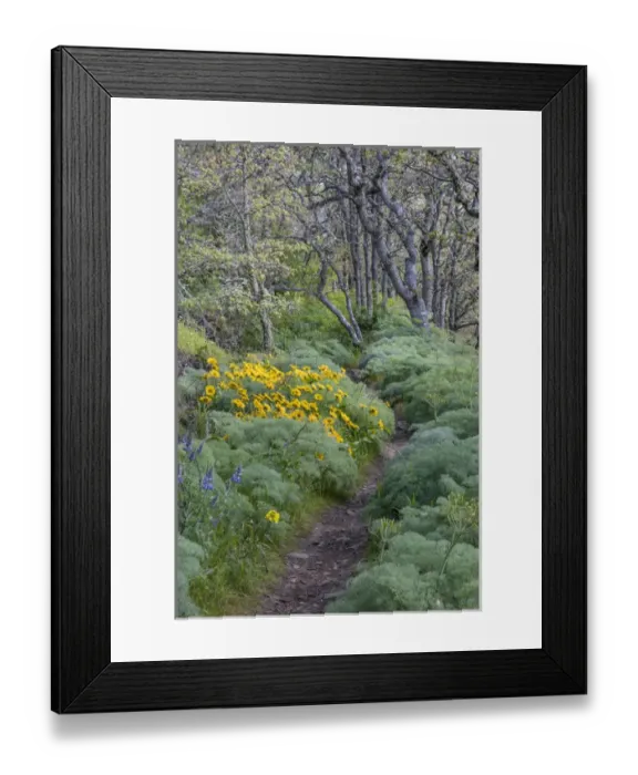 Framed Print : USA, Oregon, Tom McCall Nature Conservancy Framed Print : USA, Oregon, Tom McCall Nature Conservancy