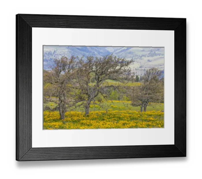 Framed Print : USA, Oregon, Tom McCall Nature Conservancy. Landscape with meadow and oak trees. Credit as Framed Print : USA, Oregon, Tom McCall Nature Conservancy. Landscape with meadow and oak trees. Credit as