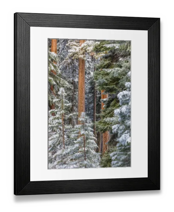 Framed Print : USA, Oregon, Ochoco Mountains. Snowy pine forest in winter
