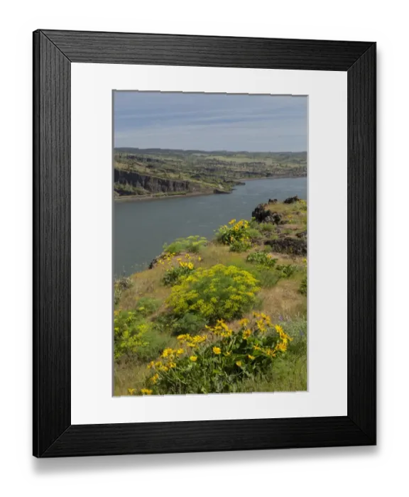Framed Print : USA, Oregon. Landscape with Columbia River Framed Print : USA, Oregon. Landscape with Columbia River