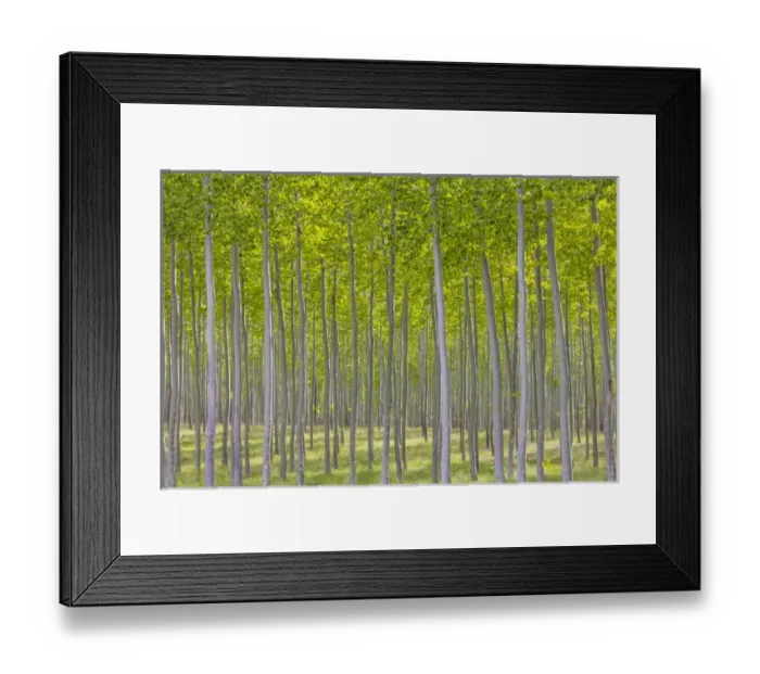Framed Print : USA, Oregon, Boardman. Pattern of hybrid poplar trees Framed Print : USA, Oregon, Boardman. Pattern of hybrid poplar trees