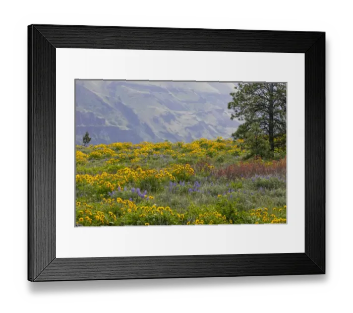 Framed Print : USA, Oregon, Tom McCall Nature Conservancy. Balsamroot and lupine flowers in meadow Framed Print : USA, Oregon, Tom McCall Nature Conservancy. Balsamroot and lupine flowers in meadow
