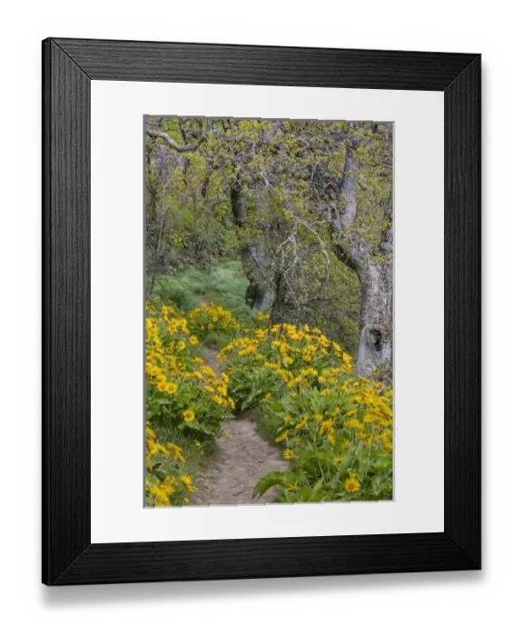 Framed Print : USA, Oregon, Tom McCall Nature Conservancy. Balsamroot flowers lining a trail. Credit as Framed Print : USA, Oregon, Tom McCall Nature Conservancy. Balsamroot flowers lining a trail. Credit as