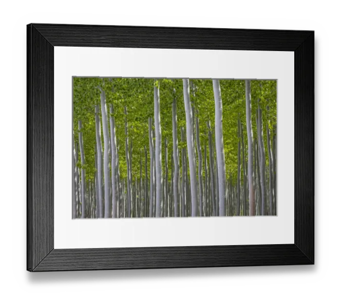 Framed Print : USA, Oregon, Boardman. Pattern of hybrid poplar trees Framed Print : USA, Oregon, Boardman. Pattern of hybrid poplar trees