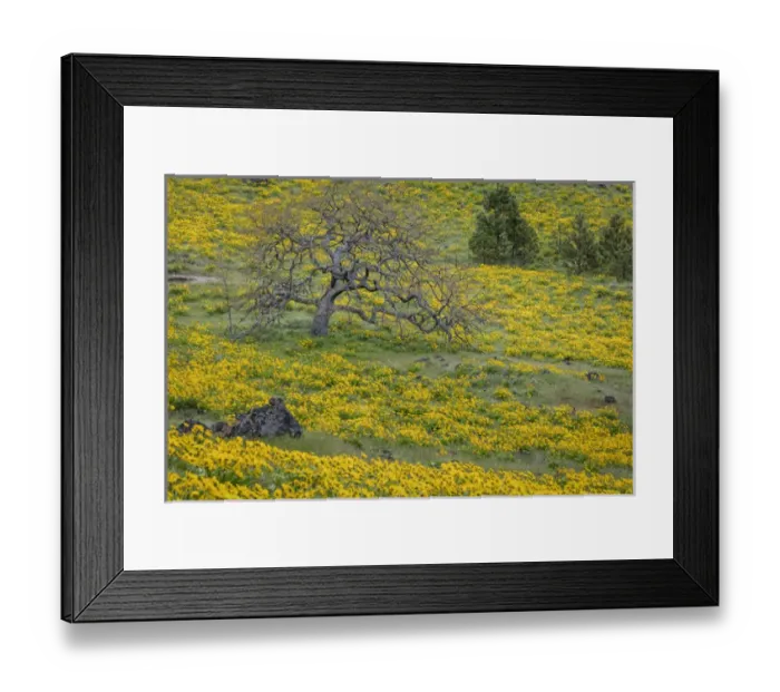 Framed Print : USA, Oregon, Tom McCall Nature Conservancy. Meadow with balsamroot flowers and oak tree Framed Print : USA, Oregon, Tom McCall Nature Conservancy. Meadow with balsamroot flowers and oak tree