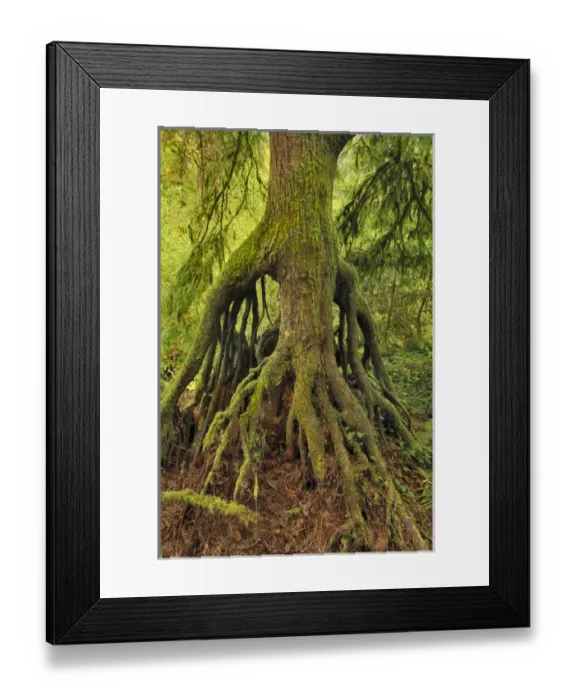 Framed Print : USA, Oregon, Tryon Creek State Park. Cedar growing from nursery stump on bank of Nettle Creek Framed Print : USA, Oregon, Tryon Creek State Park. Cedar growing from nursery stump on bank of Nettle Creek