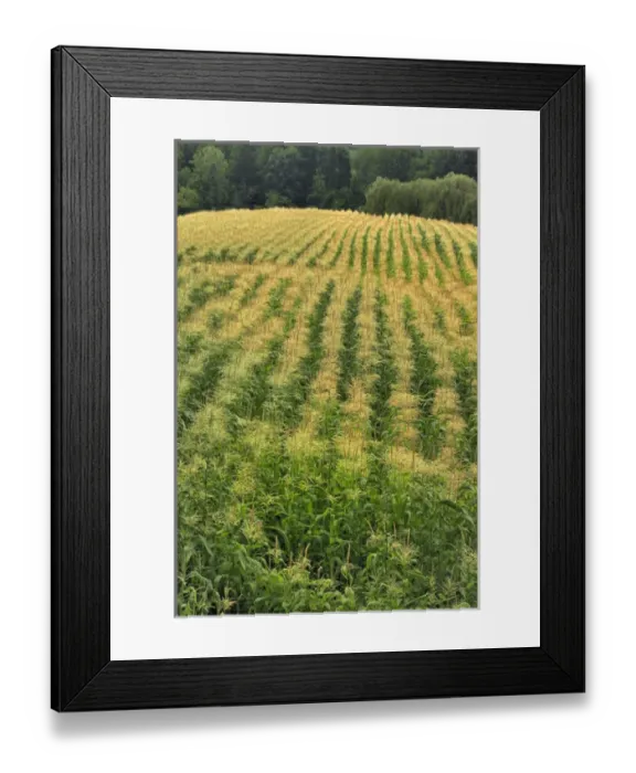 Framed Print : USA, Oregon. Rows of corn on Sauvie Island Framed Print : USA, Oregon. Rows of corn on Sauvie Island