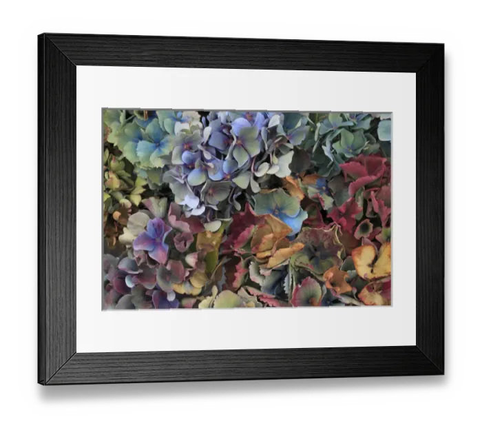 Framed Print : USA, Oregon, Portland. Hydrangeas in garden Framed Print : USA, Oregon, Portland. Hydrangeas in garden