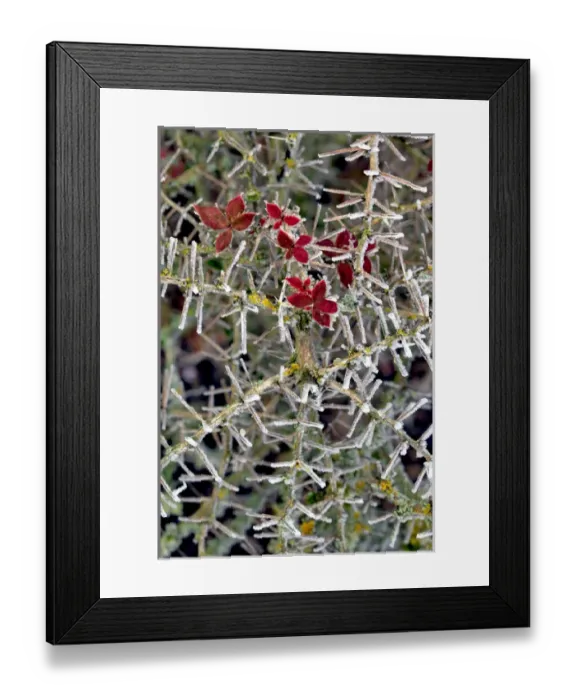Framed Print : USA, Oregon. Close-up of frosted cotoneaster plant Framed Print : USA, Oregon. Close-up of frosted cotoneaster plant