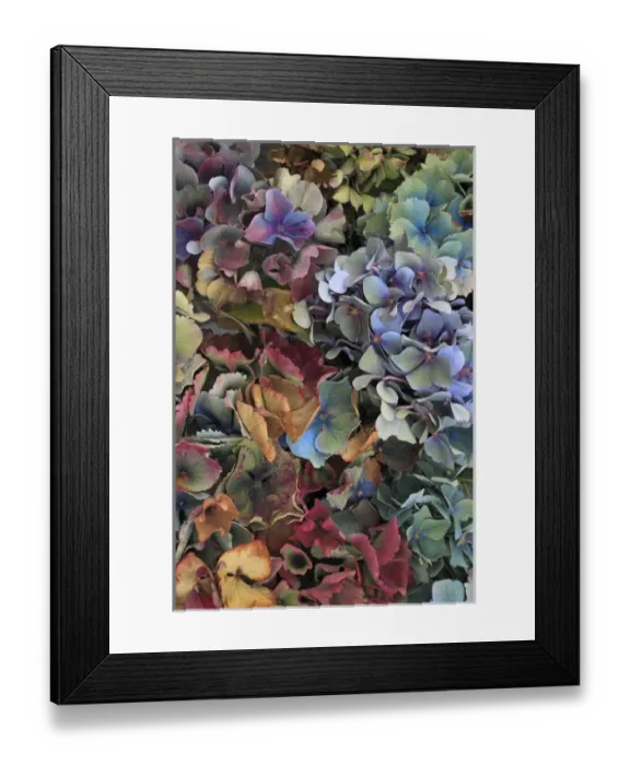 Framed Print : USA, Oregon, Portland. Hydrangeas in garden Framed Print : USA, Oregon, Portland. Hydrangeas in garden