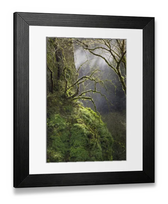 Framed Print : USA, Oregon, Columbia River Gorge National Scenic Area. Moss-covered maple trees Framed Print : USA, Oregon, Columbia River Gorge National Scenic Area. Moss-covered maple trees