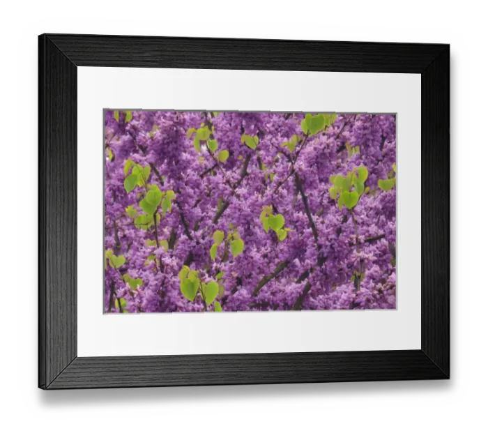 Framed Print : USA, Oregon. Blossoms and new growth on redbud tree in Multnomah County. Credit as Framed Print : USA, Oregon. Blossoms and new growth on redbud tree in Multnomah County. Credit as