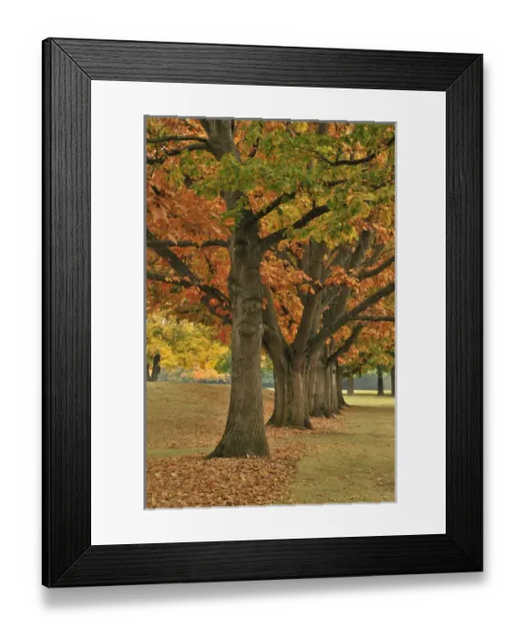 Framed Print : USA, Oregon, Portland. Red oaks at Fernhill Park Framed Print : USA, Oregon, Portland. Red oaks at Fernhill Park